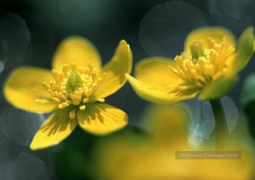 Fleurs réalistes œuvres - xsh0201b réaliste photographique fleurs